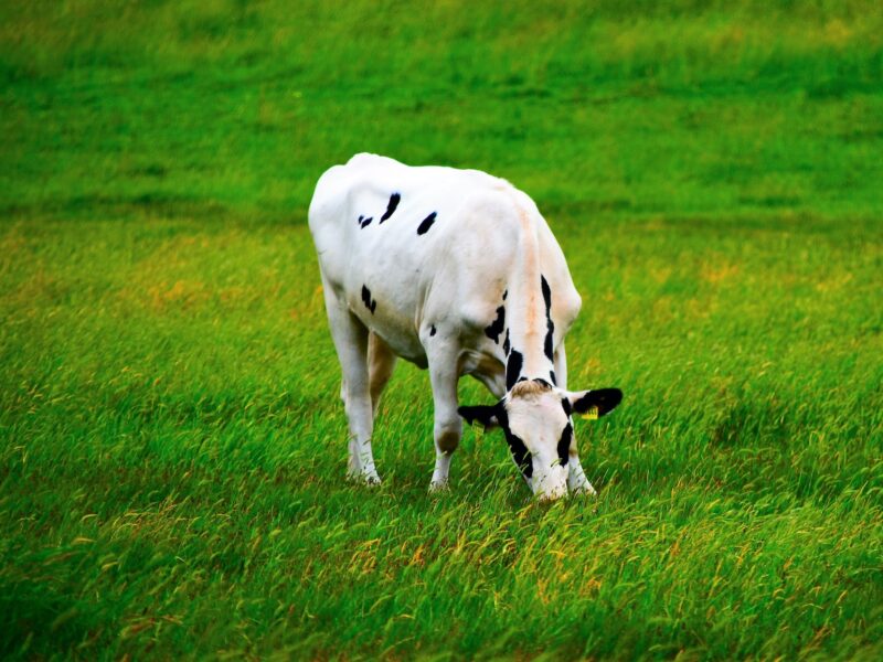 Exceptional agricultural investment opportunity in Central Anatolia, Turkey – a thriving livestock farm that is currently on the market.